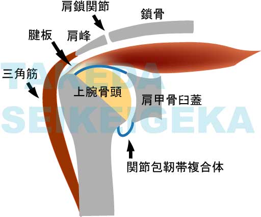 肩関節の解剖